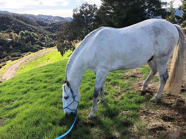 lesson-lusitano-horse