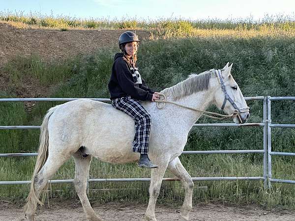 english-pleasure-lusitano-horse