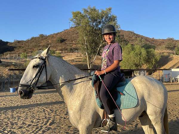 trail-riding-lusitano-horse