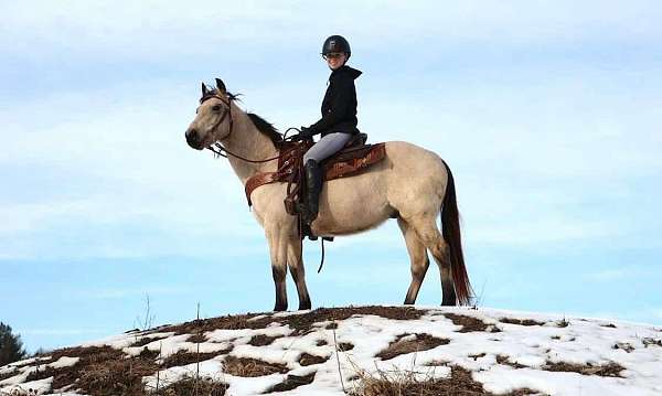 buckskin-dark-points-pony