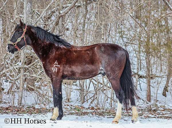 buckskin-dark-points-pony