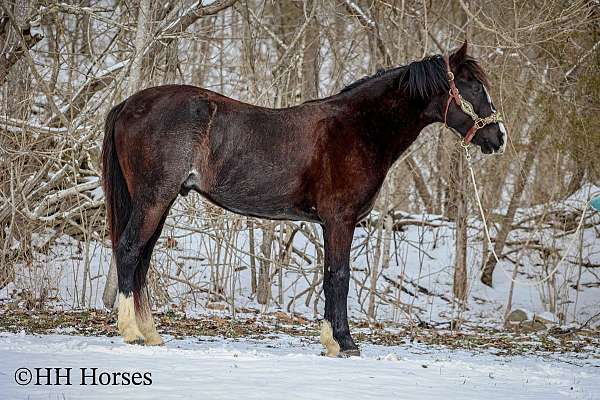 beginner-safe-quarter-pony