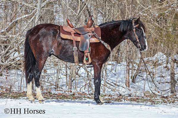 trail-quarter-pony