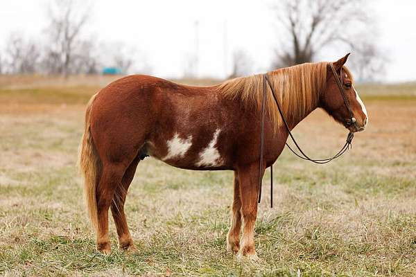 chestnut-overo-blaze-horse