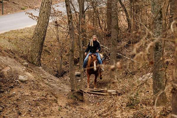 ranch-work-quarter-horse