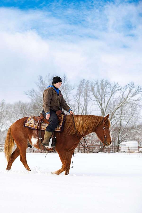 all-around-quarter-horse