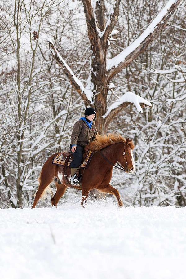 trail-quarter-horse