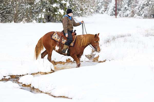 athletic-quarter-horse