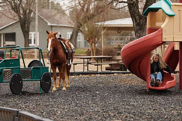 beginner-quarter-horse