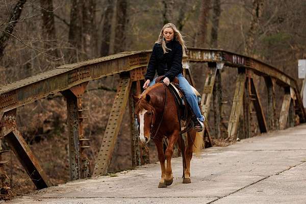 ranch-quarter-horse