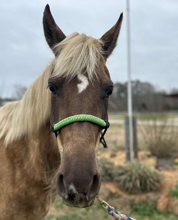 atlanta-missouri-fox-trotter-horse