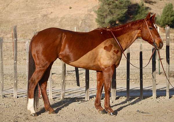 chestnut-blaze-horse