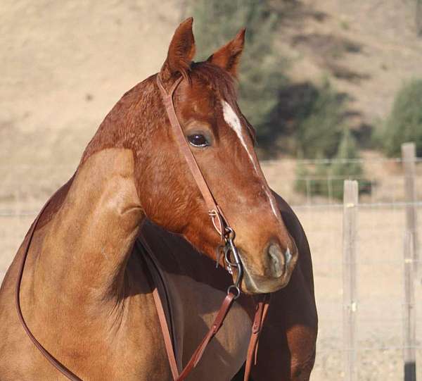 ranch-work-quarter-horse