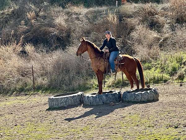 beginner-safe-quarter-horse