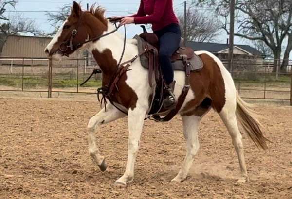 beginner-safe-quarter-horse