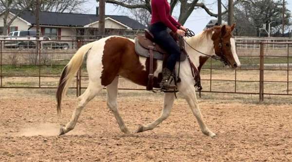 tobiano-4-stockings-horse