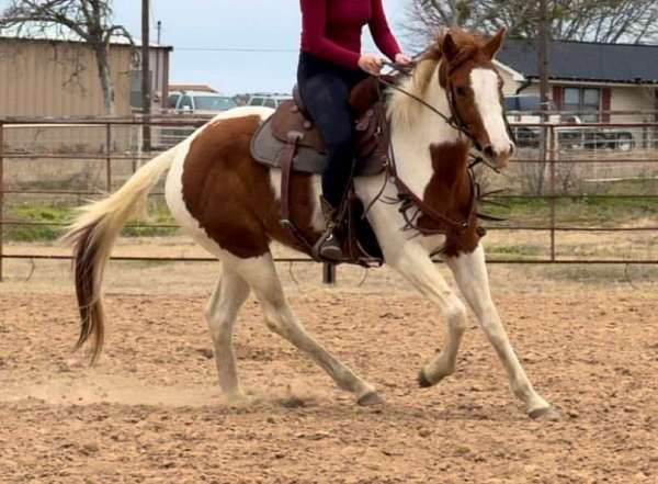 family-horse-quarter