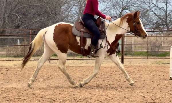 paint-quarter-horse