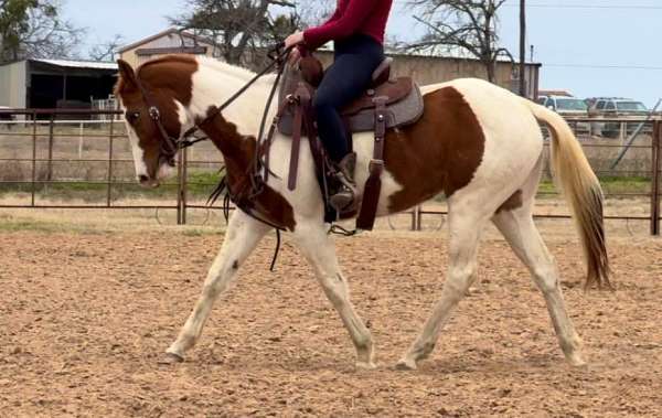 trail-quarter-horse