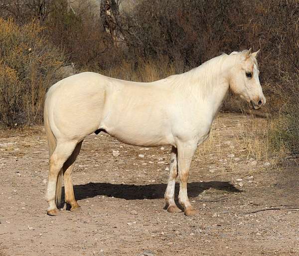 all-around-quarter-horse