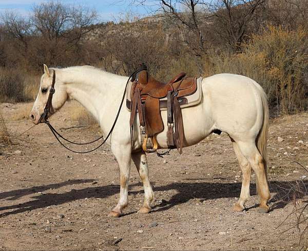 palomino-blaze-socks-horse