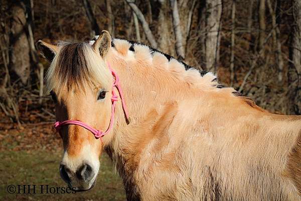 quarter-horse-fjord