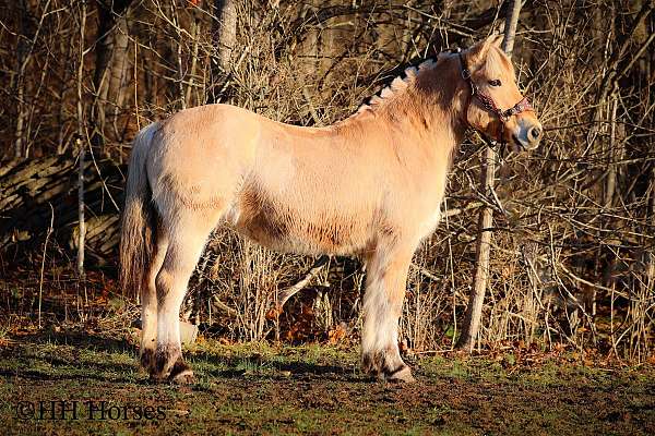 ranch-work-fjord-horse