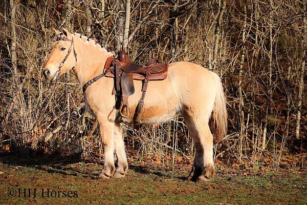 buckskin-none-horse