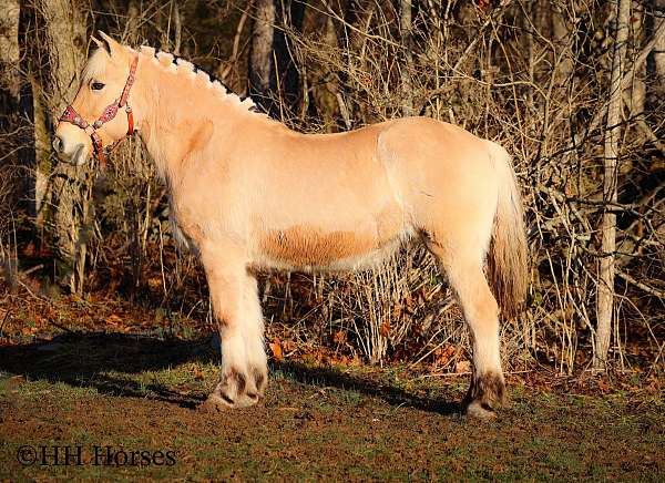 beginner-safe-fjord-horse