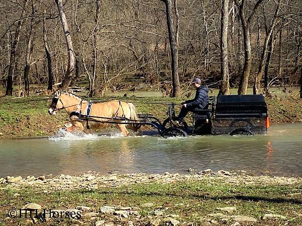 trail-fjord-horse