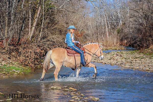 driving-fjord-horse