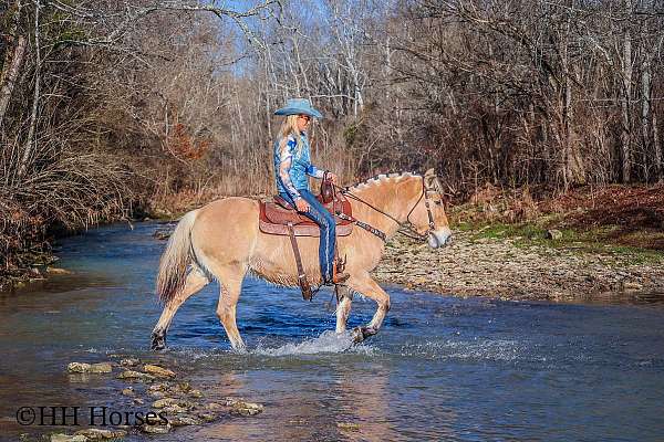 all-around-fjord-horse