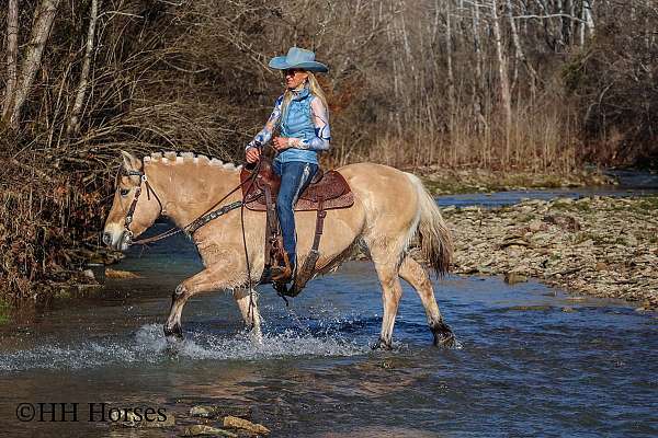 athletic-fjord-horse