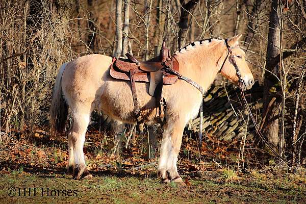 beginner-fjord-horse