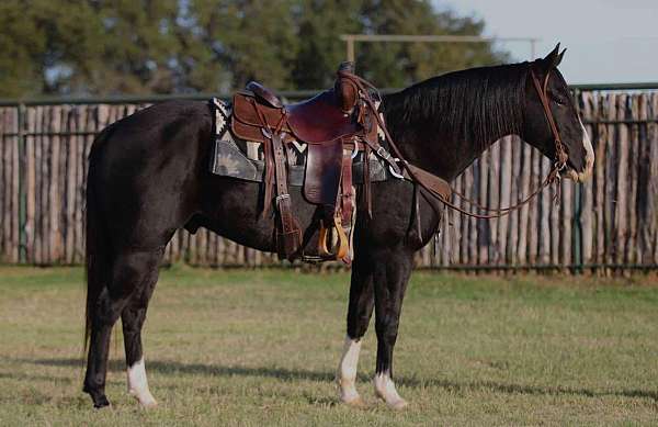 black-blaze-3-socks-horse