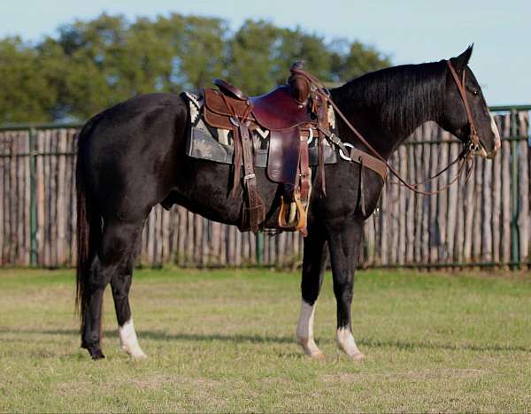 beginner-safe-quarter-horse