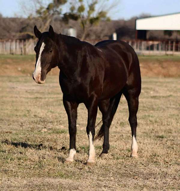 athletic-quarter-horse