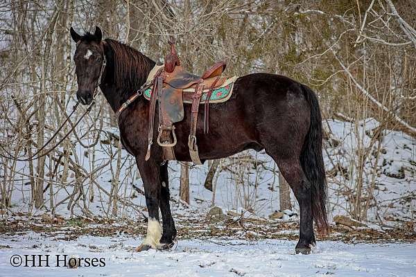 family-horse-quarter