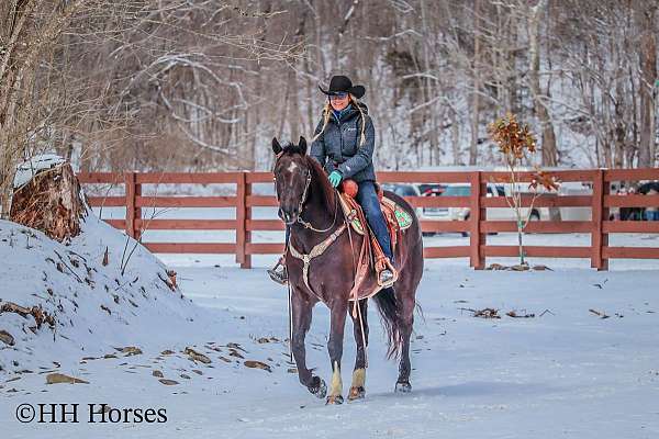 trail-quarter-horse