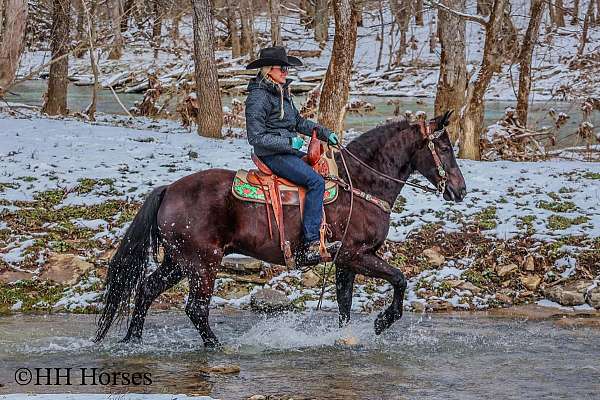 athletic-quarter-horse