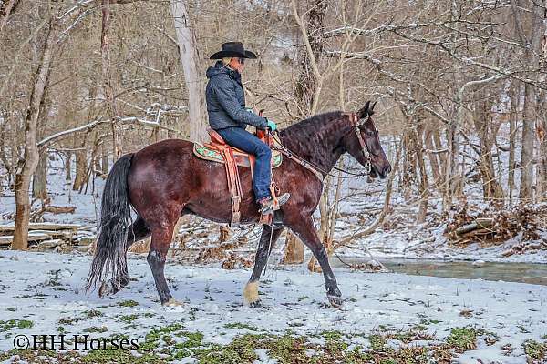 around-quarter-horse