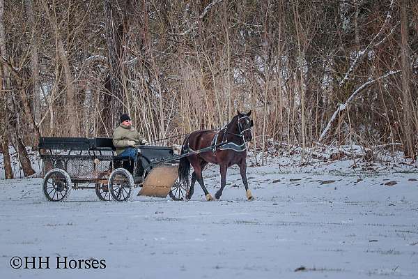 attention-quarter-horse