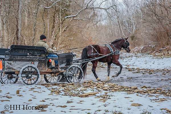 bareback-quarter-horse