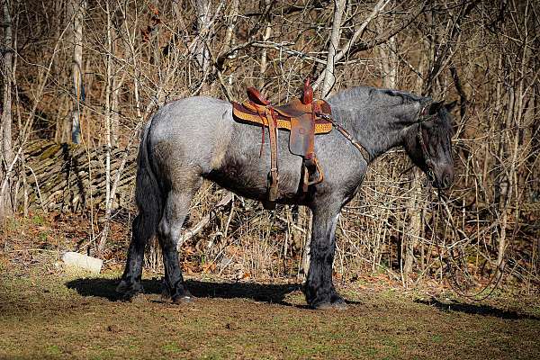 blue-roan-star-horse