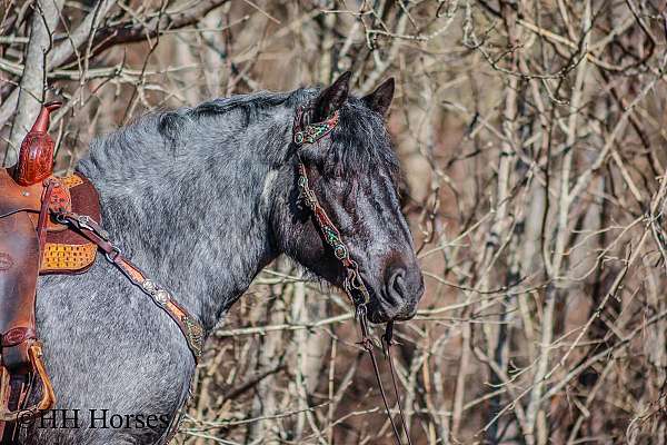 ranch-work-quarter-horse