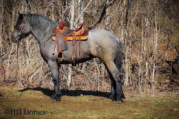 beginner-safe-quarter-horse