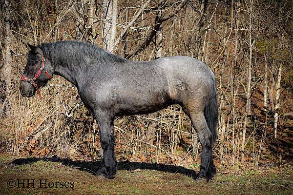 blue-roan-quarter-horse