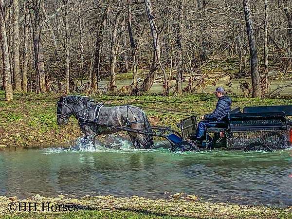 all-around-quarter-horse