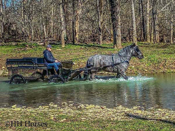 athletic-quarter-horse