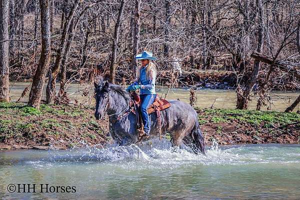 beginner-quarter-horse